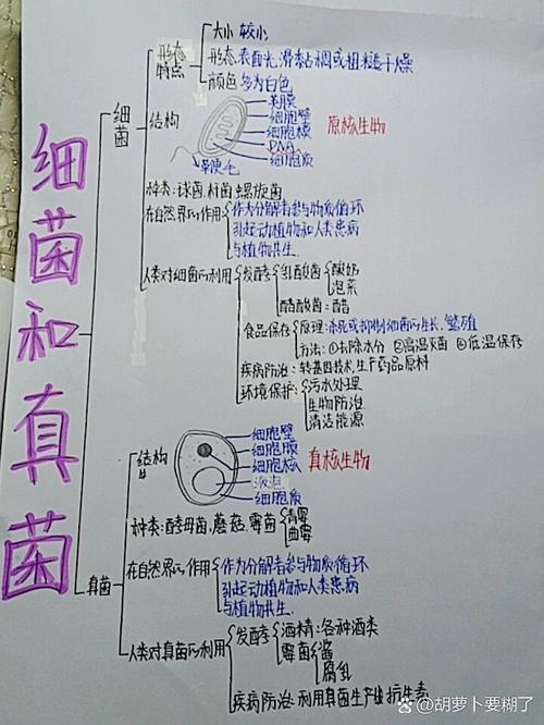 细菌和病毒文章知识点总结-细菌和病毒文章知识点总结图